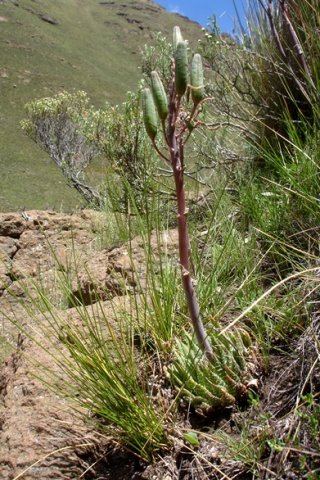 Aristaloe aristata bearing fruit